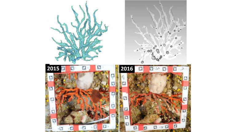 Photogrammetry, gEnetics, Ecology for red coral ConservaTion (PERFECT)